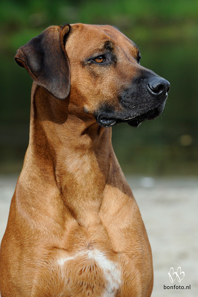 Rhodesian ridgeless hot sale